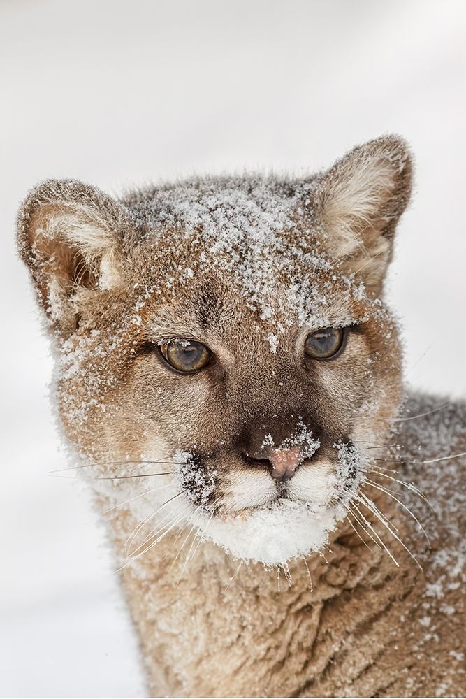 Juvenile mountain lion in deep winter snow-controlled situation-Montana-Puma concolor art print by Adam Jones for $57.95 CAD